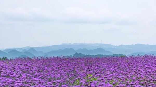 贵州黔南州龙里县‌姊妹湖景区‌紫色花海